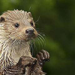 photo "otter"