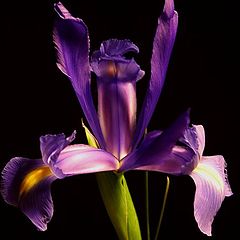 photo "Iris"