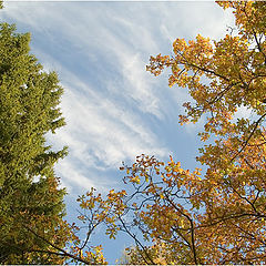 photo "About autumn sky"