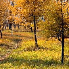 photo "Autumn`s gold"