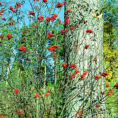 photo "Autumn rubies"