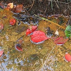 photo "Basic colors of fall"