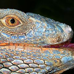 photo "Blue Iguana"