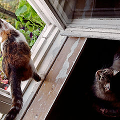 photo "My cats, Dzhuljetta and Vasilisa again -)"