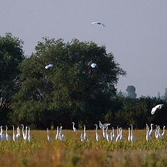 photo "Herons on a bog"