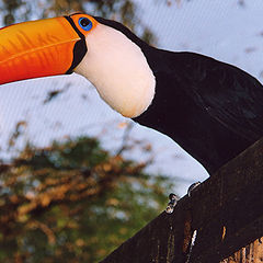 photo "Tucano"