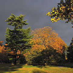 photo "Color of Fall"