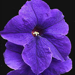 photo "Violet"