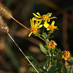 photo "Echo of summer."