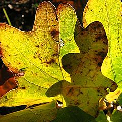 фото "Shadow in Autumn."