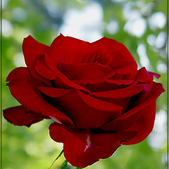 photo "Red Rose"