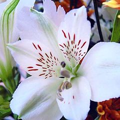 photo "Lilium Species"