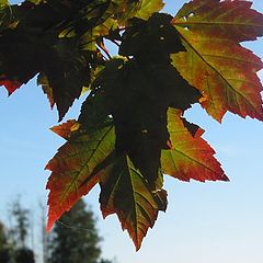 фото "Autumn is coming around (ON)"