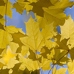 photo "Autumn leaves"