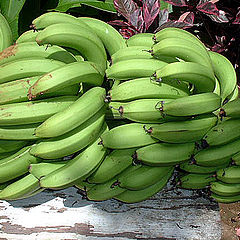 photo "Bananas"