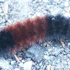 фото "Woolly Bear Caterpillar"