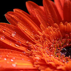 photo "The tears of..."