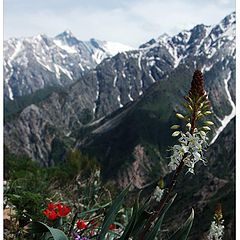 фото "Spring in the mountains...."