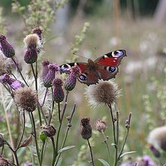 photo "Butterfly"