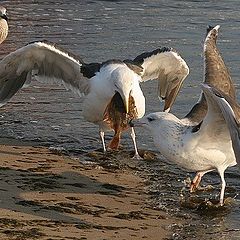 photo "Seagulls"