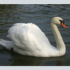 photo "A majestic swan"