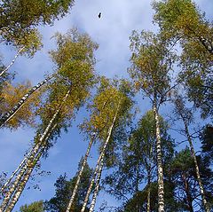 photo "Above only the sky"