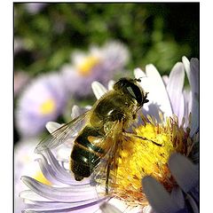 photo "Hunting for wild bees"