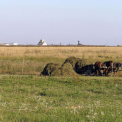 photo "In the field"