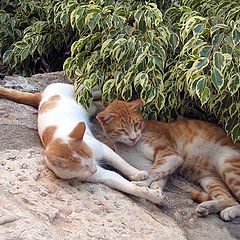 photo "Jaffa's cats"