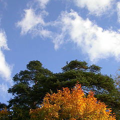 photo "Autumn colours."
