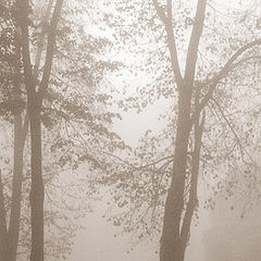 photo "In the fog"
