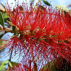 фото "Red, green & blue"