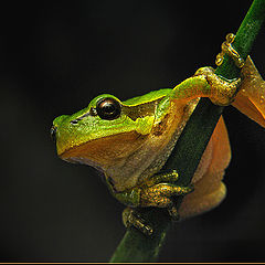 photo "Froggy"