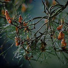 photo "branches"