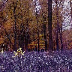 photo "Strange autumn"