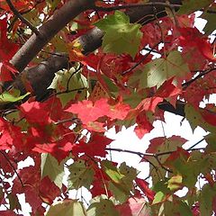 photo "Red leaves in Quebec city (QC)"