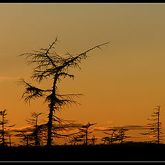 photo "A Wood Deer"