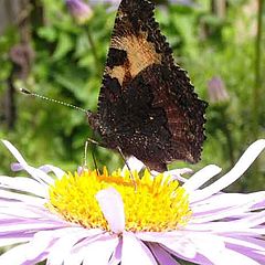 photo "butterfly"