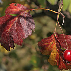 photo "Autumn banal № 1"