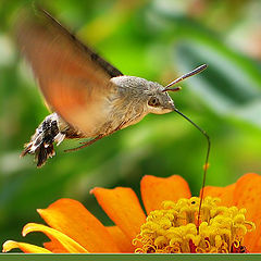 photo "Be on the wing"