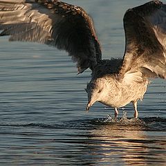 фото "Over the sea"