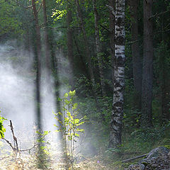 photo "Morning in forest"