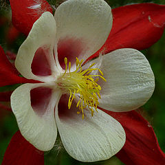 photo "Lady in Red"