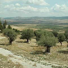 photo "Landscape with olives"