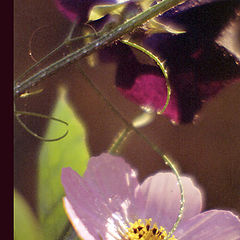 photo "Flowers behind my window.. The Camomile and a swee"