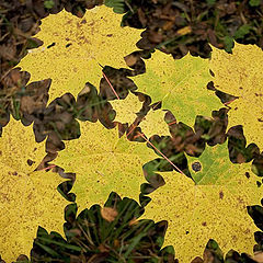 photo "autumn tiles"