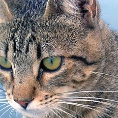 фото "Cat II"