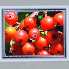 photo ""Rowan Berries""