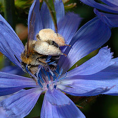 фото "Пчела собирает пыльцу II"