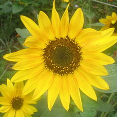 photo "3 Yellow Flowers"